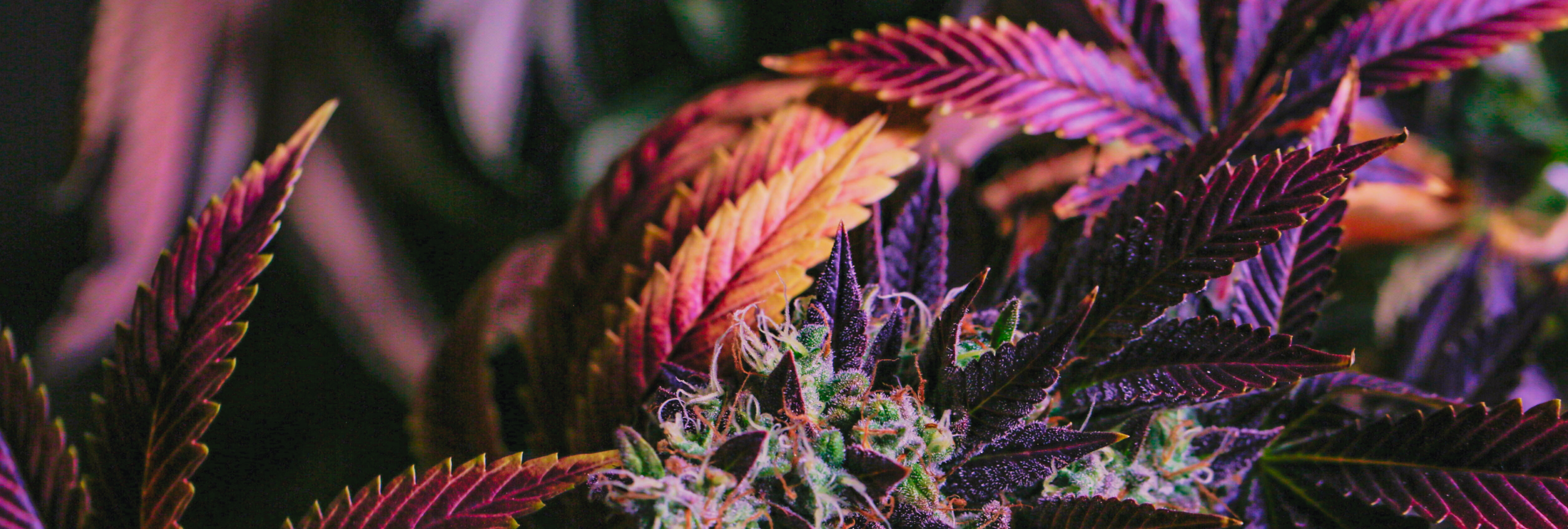 Bild einer Cannabispflanze