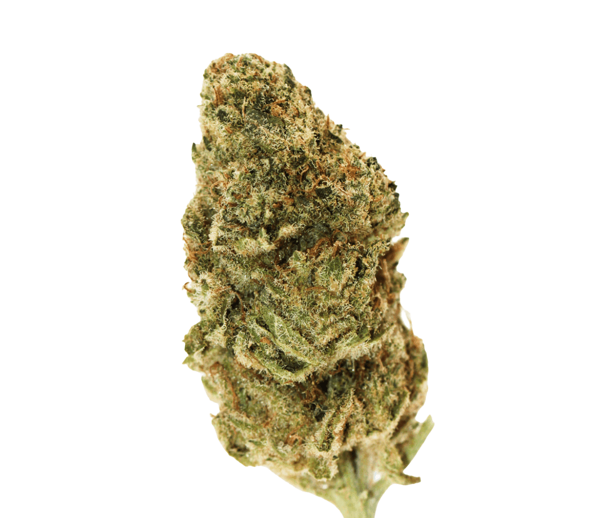 All Nations TT 25/1 - Tropic Thunder