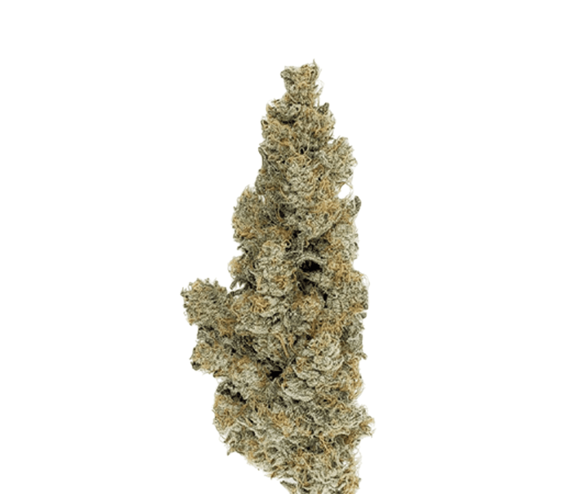 420 Evolution 27/1 CA ICC - Ice Cream Cake x Kush Mints Nahaufnahme einer medizinischen Cannabisbluete
