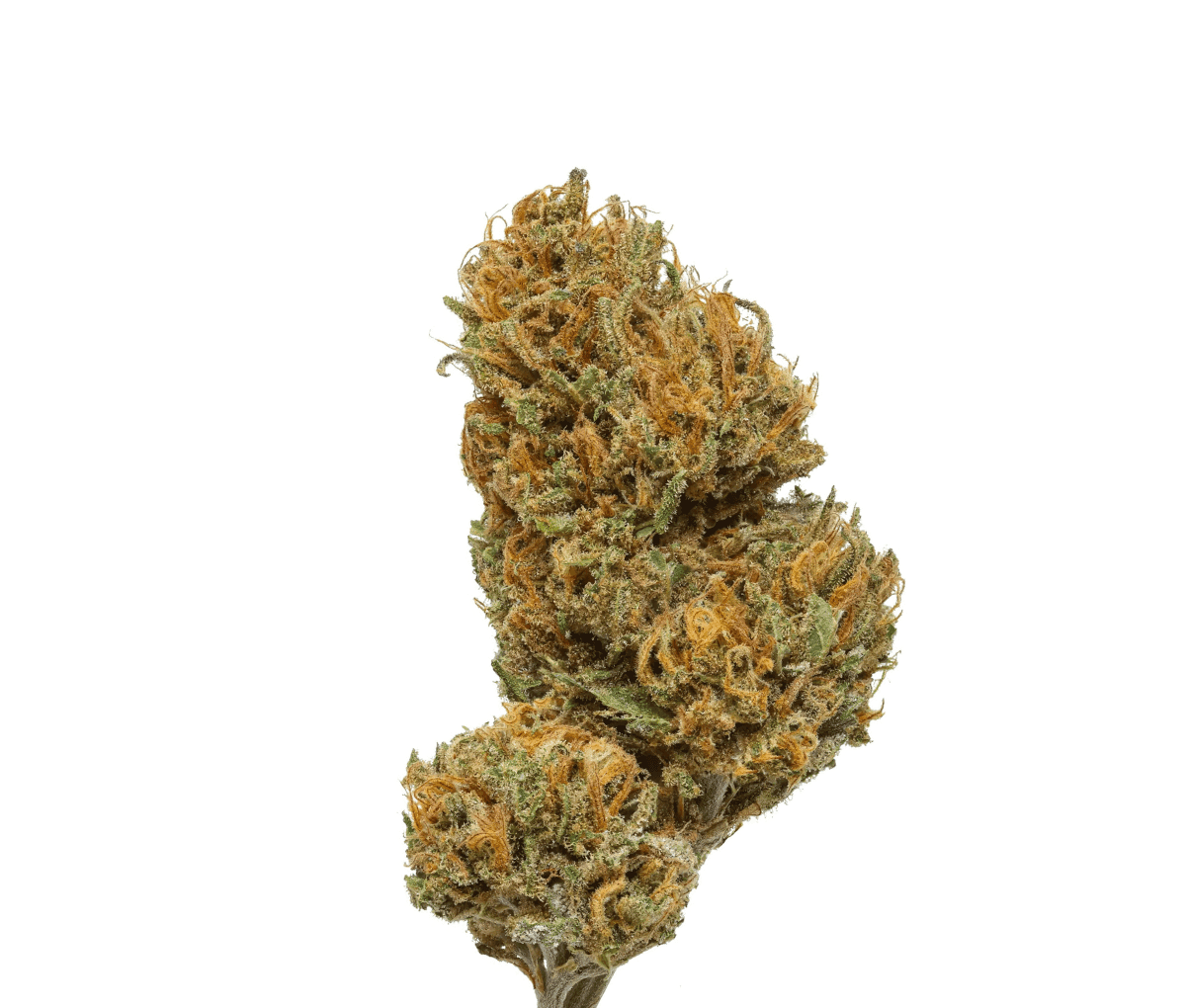 Nahaufnahme einer medizinischen Cannabisbluete