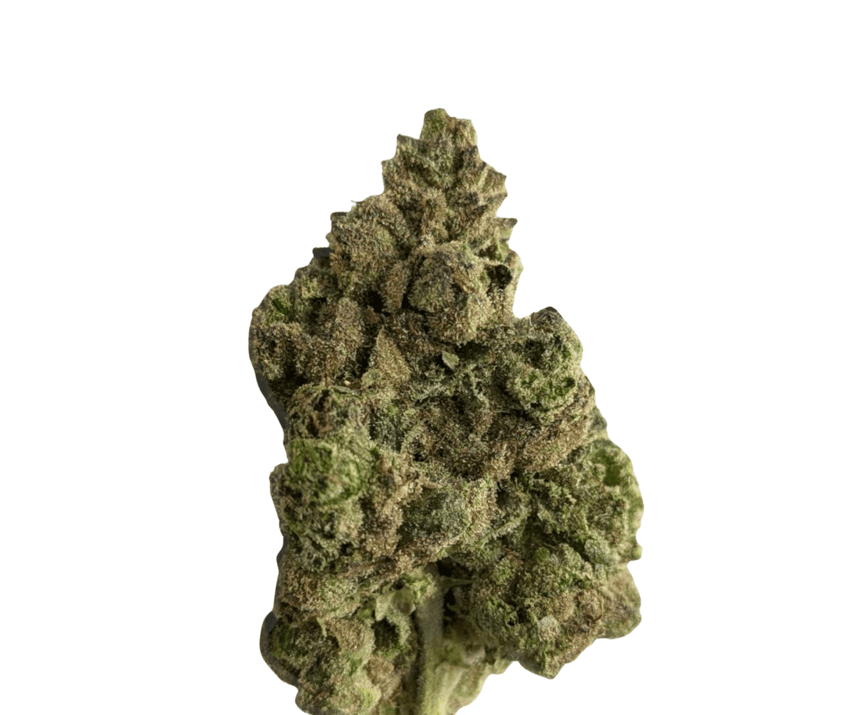 Cannamedical Sativa forte NM Goofiez Cannamedical Sativa forte NM Goofiez