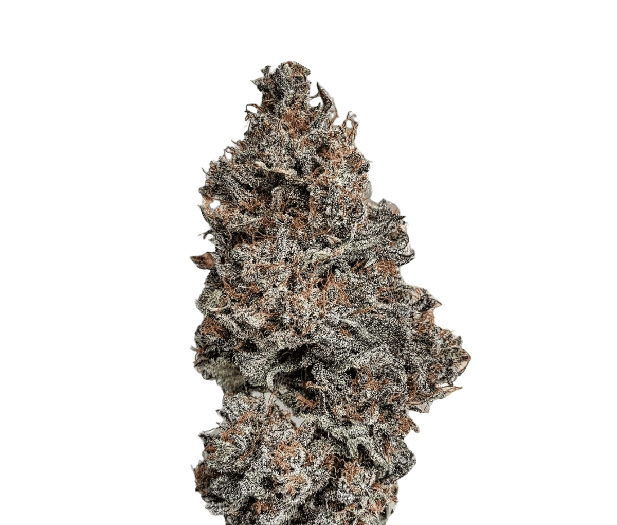 Oceanic BL 25/1 - Black Lavender Oceanic BL 25/1 - Black Lavender