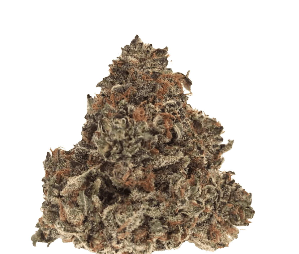 Nimbus Easy 20/1 - Gelato  Nimbus Easy 20/1 - Gelato