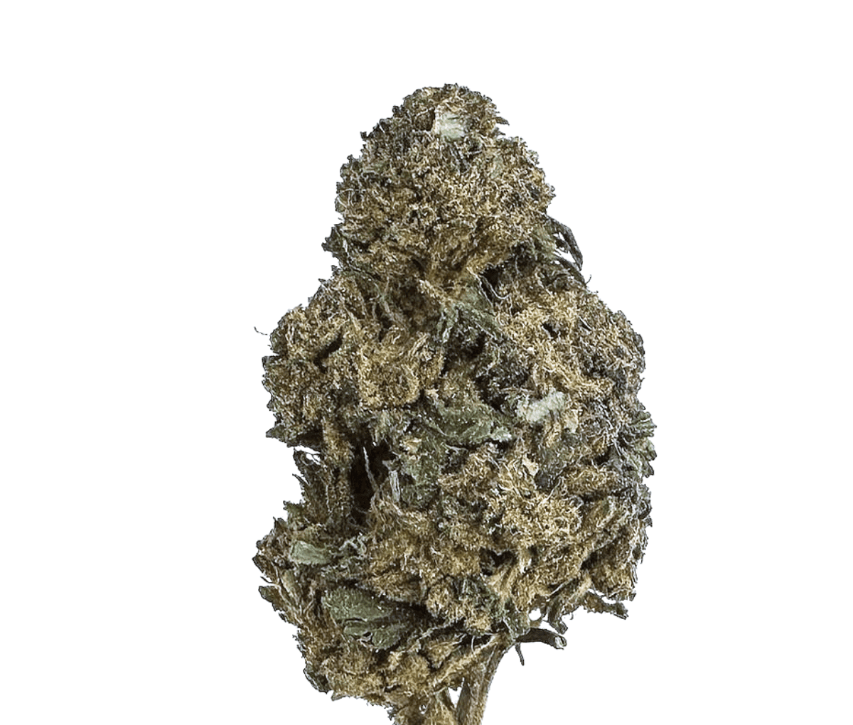 Huala 22/1 CA BTR - Black Triangle Nahaufnahme einer medizinischen Cannabisbluete