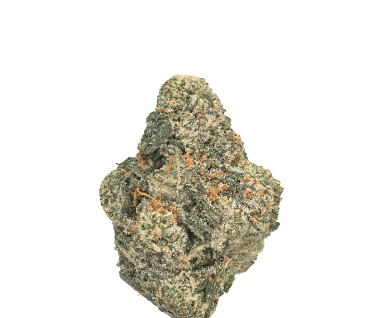 DrWatson 24 LG AUS - London Gelatti DrWatson 24 LG AUS - London Gelatti