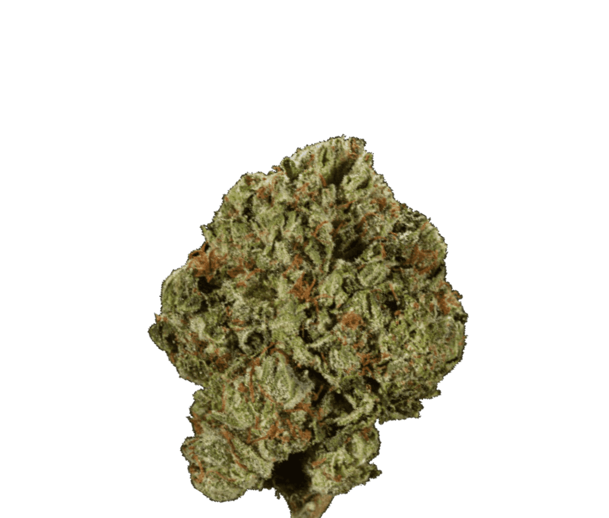 MV RNTZ - Detroit Runtz