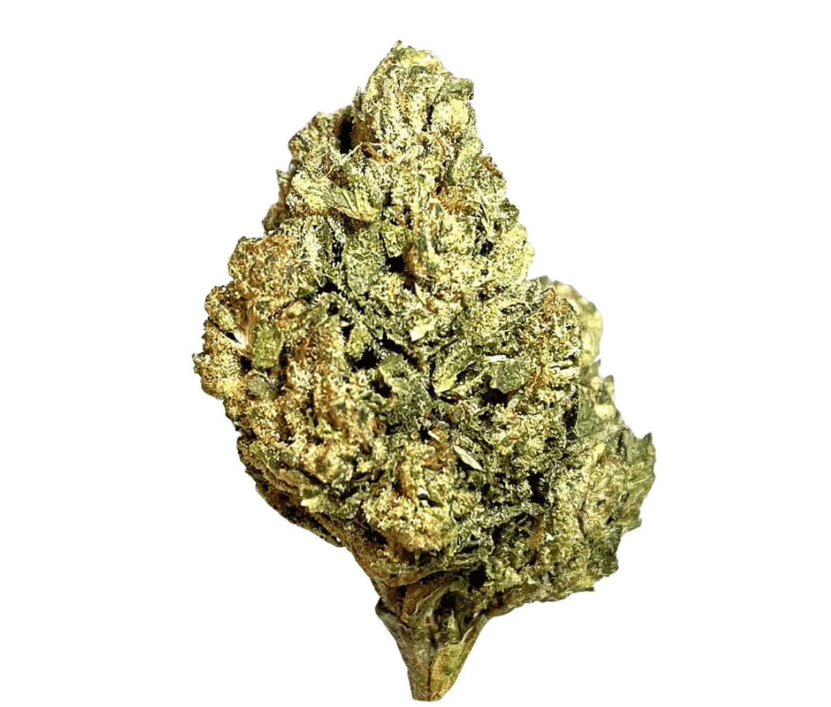 Medical Saints 21/1 LEM - Lemonatti Medical Saints 21/1 LEM - Lemonatti