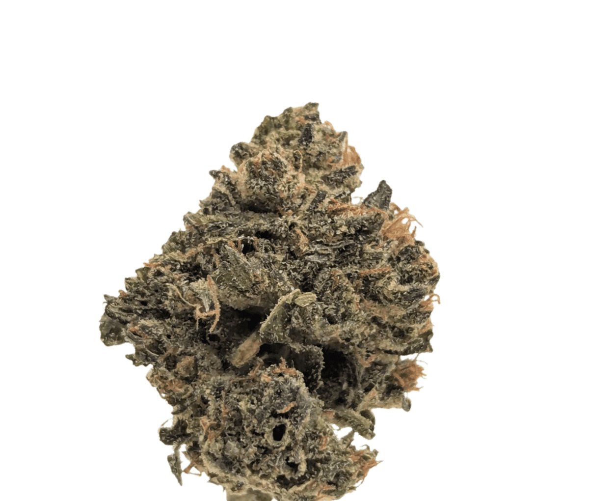 BG 18 KRK DAY - Kraken BG 18 KRK DAY - Kraken