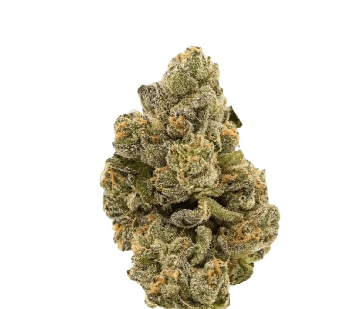 TRUU HS 21:01 - Rainbow Dawg