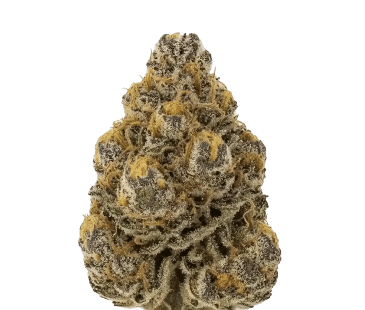 Cannamedical CM 28/1 Craft Lotus - Midnight Lotus