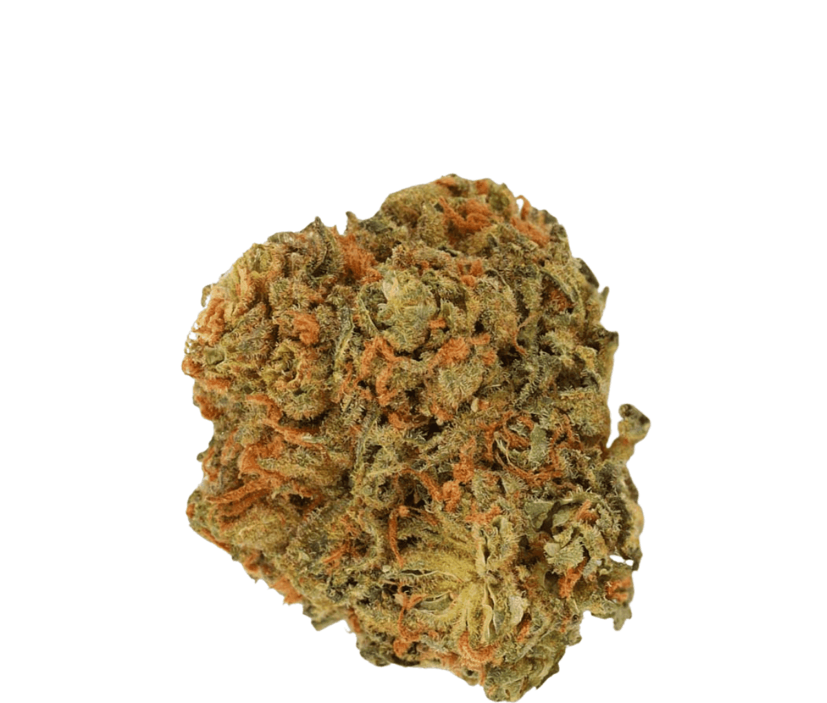 Luana 24/1 Pine - Solpina Magic Luana 24/1 Pine - Solpina Magic