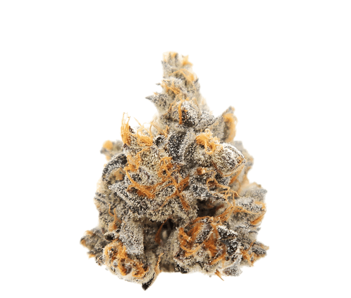 Cannamedical CM 24/1 PG - Platinum Grapes Nahaufnahme einer medizinischen Cannabisbluete