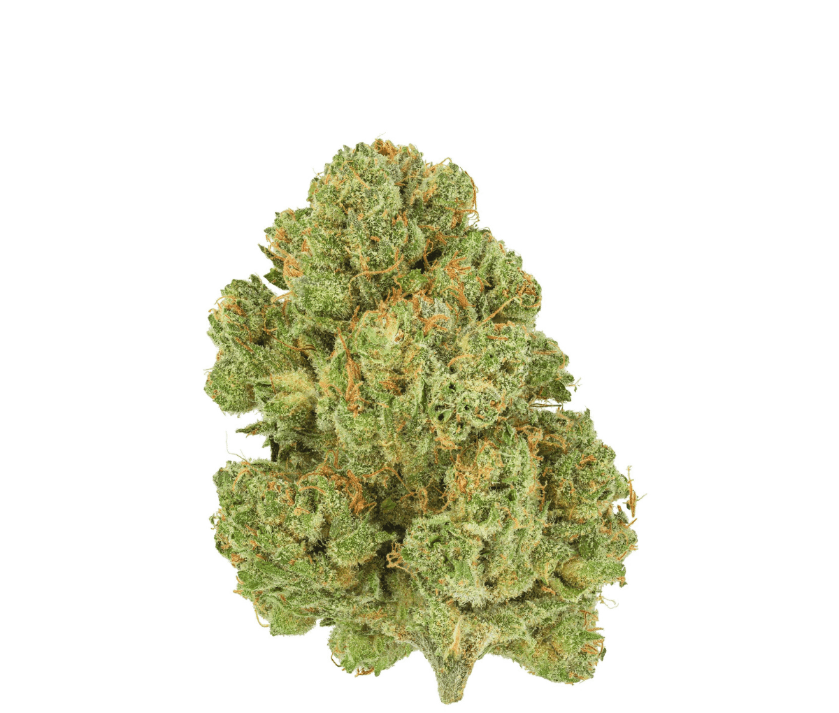 Pedanios 10/13 MBE-CA - Moon Berry