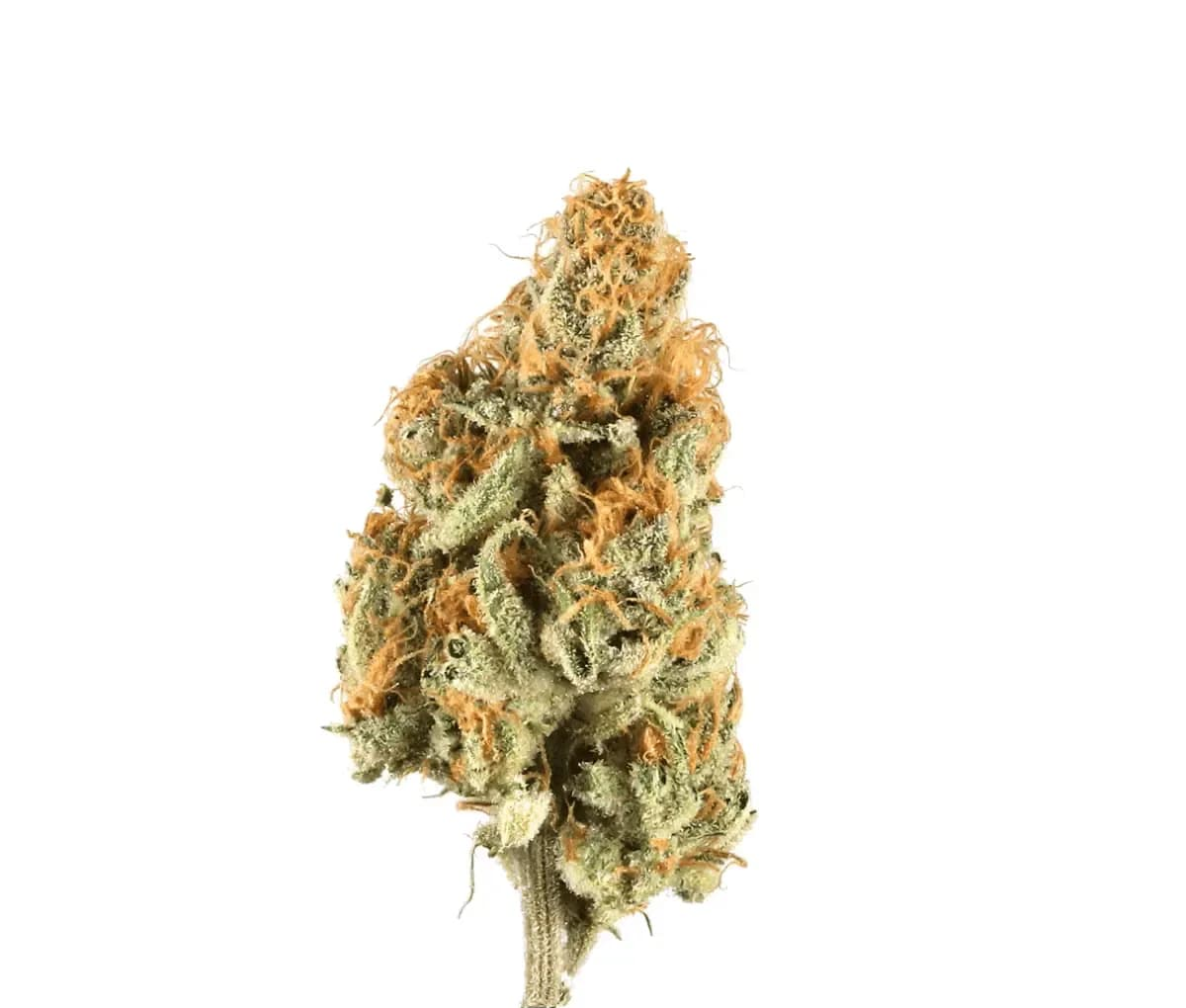 ZOIKS 22/1 LK - OG Lime Kush ZOIKS 22/1 LK - OG Lime Kush