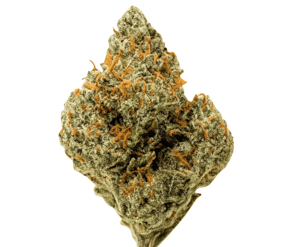 Luana Kush 20/1 - Hippie Kush Luana Kush 20/1 - Hippie Kush