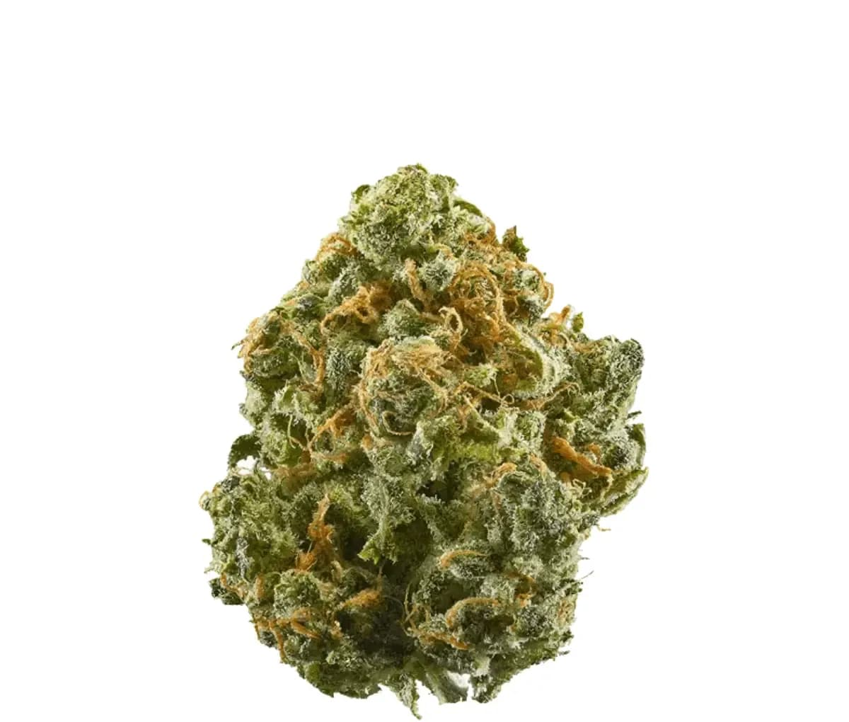 All Nations SF 18/1 - Mandarin Cookies All Nations SF 18/1 - Mandarin Cookies