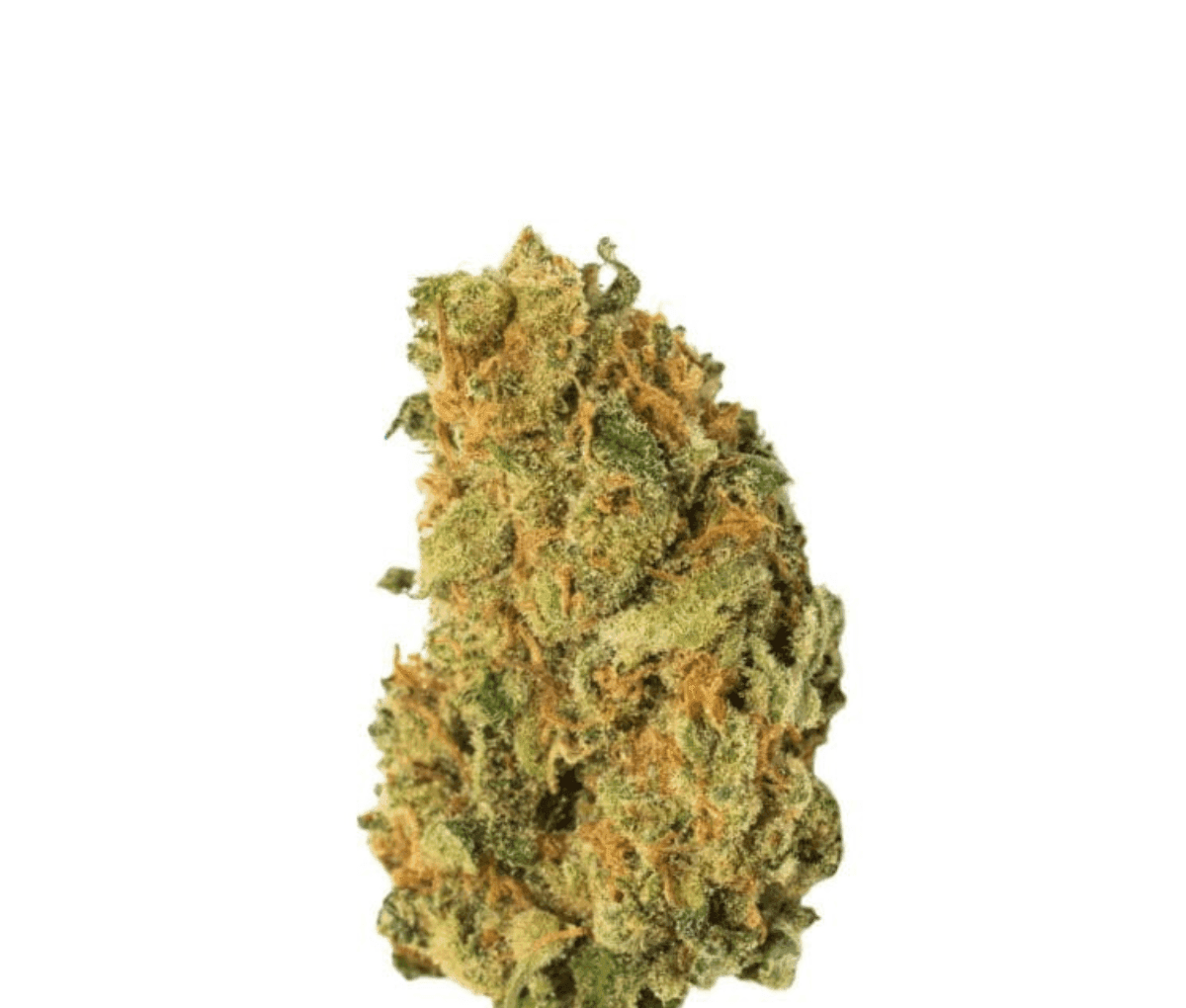 Cannamedical Sativa Forte NM - Amsterdam Amnesia Cannamedical Sativa Forte NM - Amsterdam Amnesia