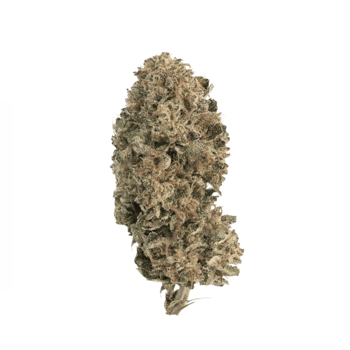 Cannamedical CM 28/1 PODDY - Poddy Mouth