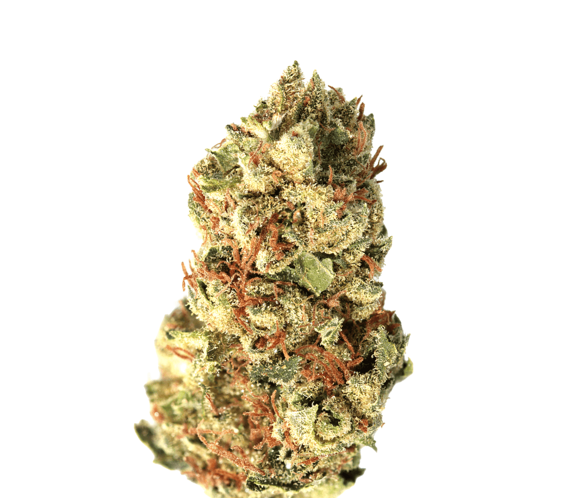 Cannabis flos 16/1 CL - Dougs Varin