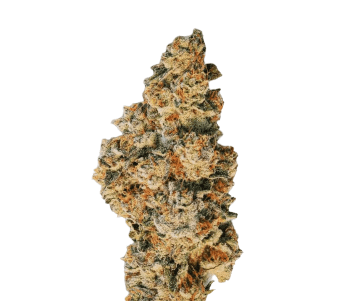 30/1 Amici CRL - Crystal Locomotive 30/1 Amici CRL - Crystal Locomotive