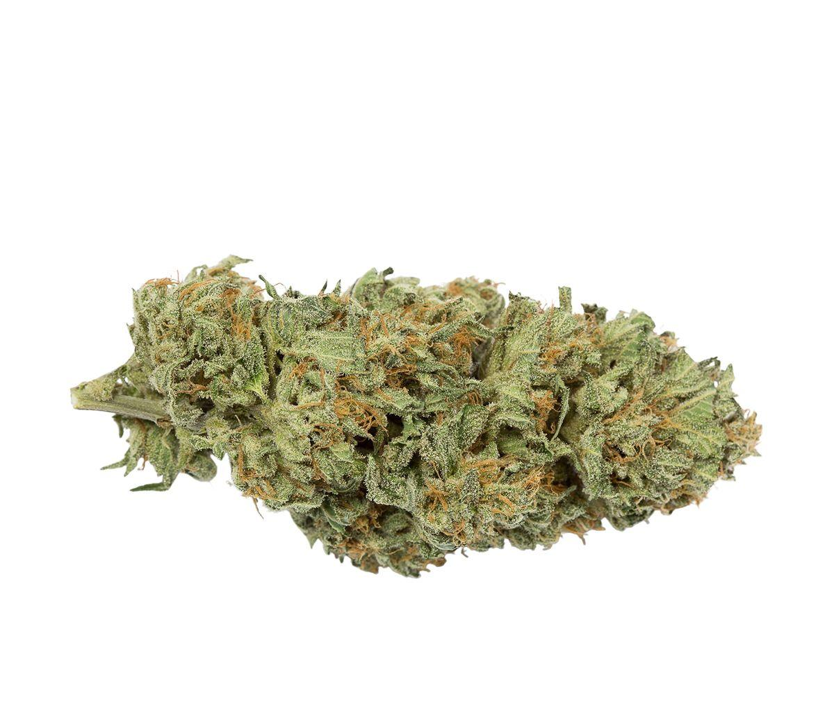 DEMECAN Typ 1 Bubba Kush Nahaufnahme einer medizinischen Cannabisbluete