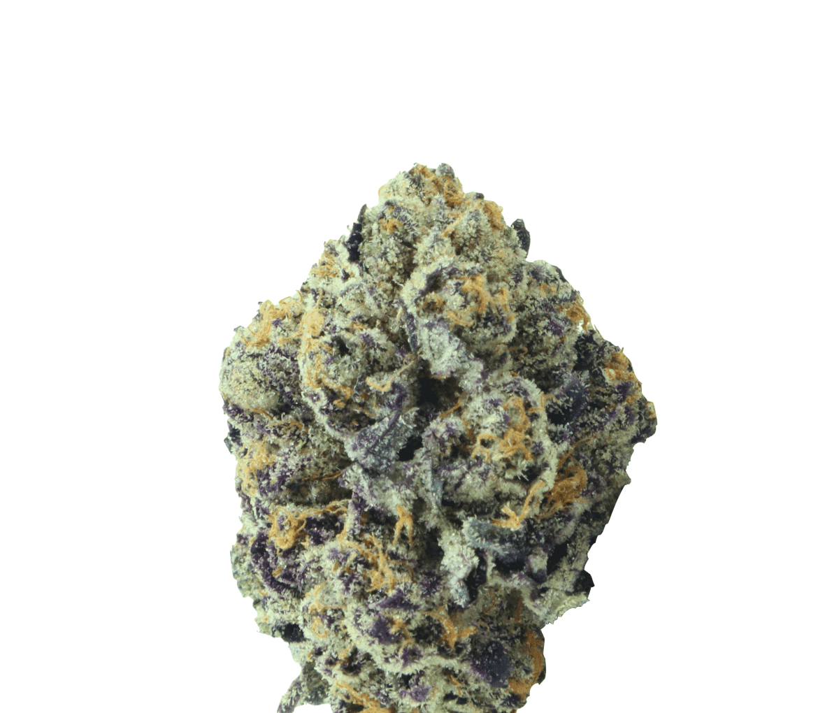 Buuo 26/1 RADIA - Rainbow Lava Popstars Buuo 26/1 RADIA - Rainbow Lava Popstars