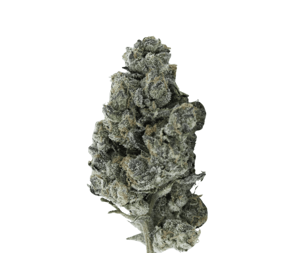 Huala 22/1 CA CBG - Grape Burger