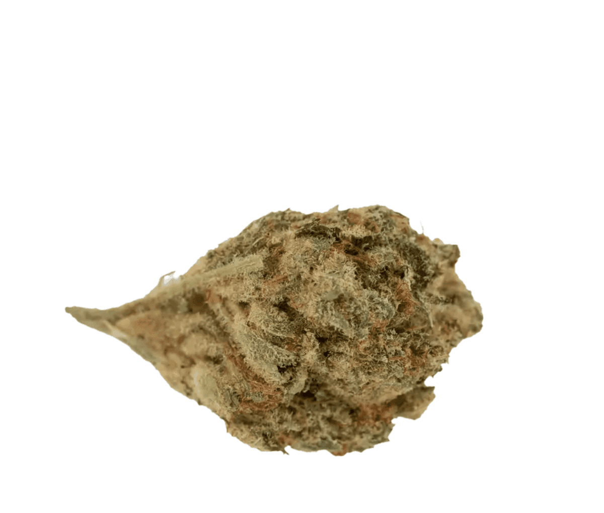 30/1 AMICI SP - Scotti´s Purps