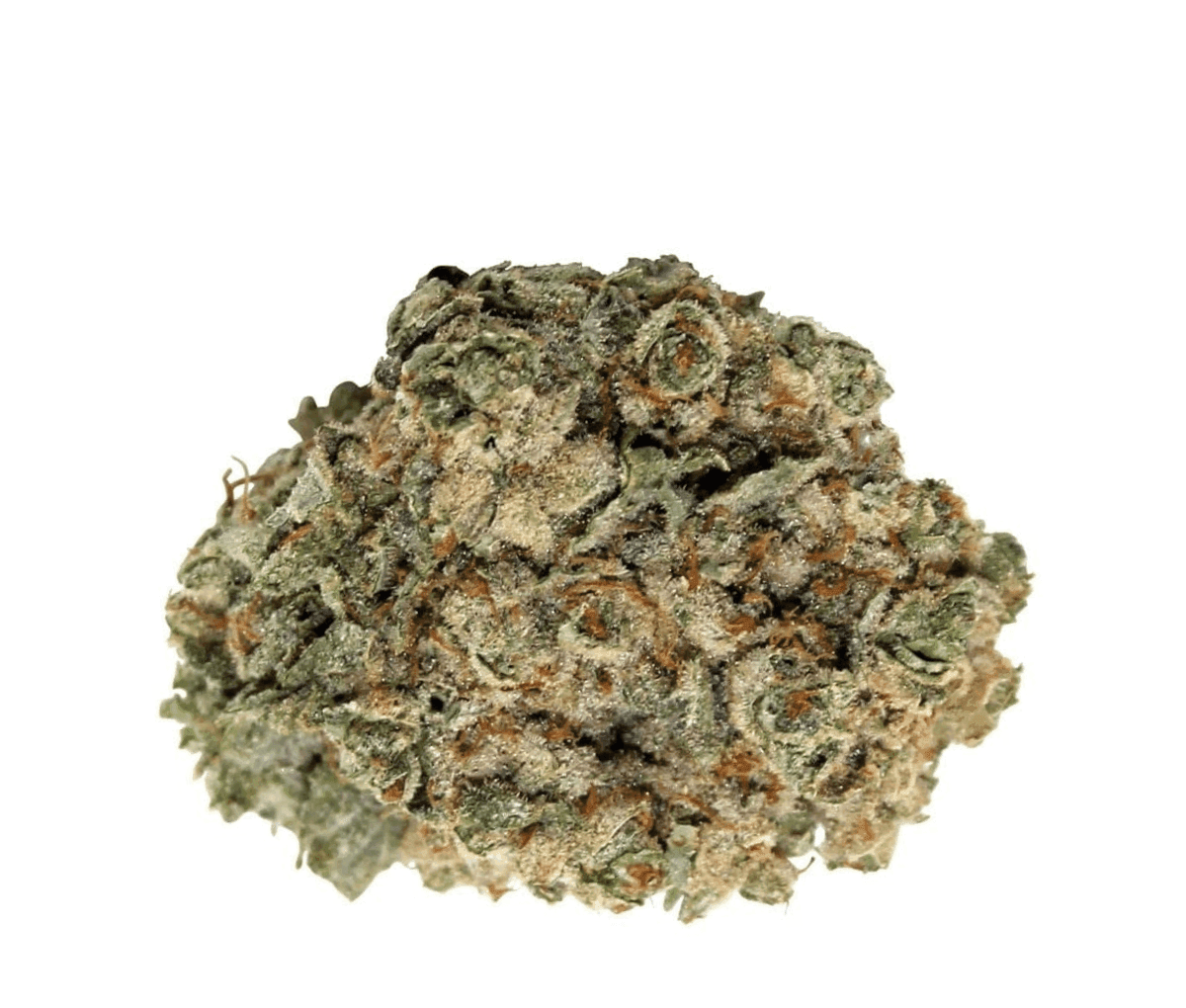 MADRECAN 21/1 HFG - HIFI 4G