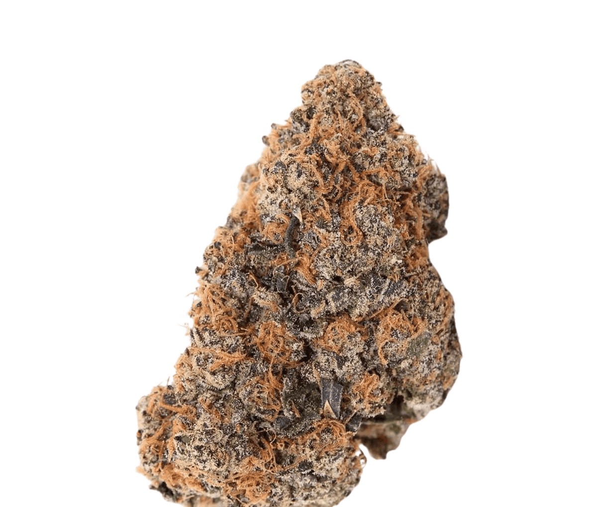 Oceanic BC 25/1 - Black Cookies Oceanic BC 25/1 - Black Cookies