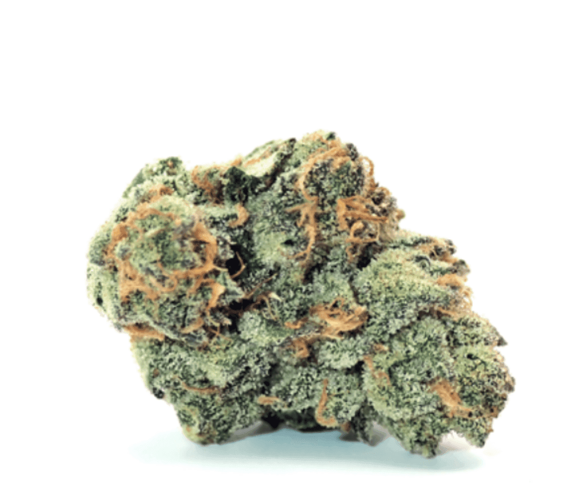 Demecan CORE OZK x CC 24:01 - OZ Kush x Coffin Candy Nahaufnahme einer medizinischen Cannabisbluete