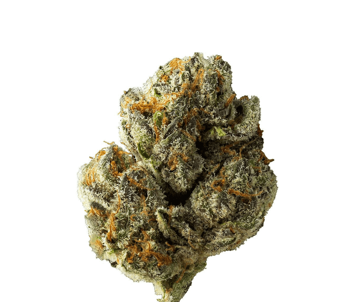 Cannamedical CM 28/1 DM - Diamond Mints Nahaufnahme einer medizinischen Cannabisbluete