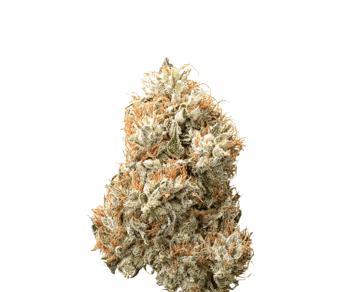 DrWatson 26 AO AUS - Apricot Oreoz