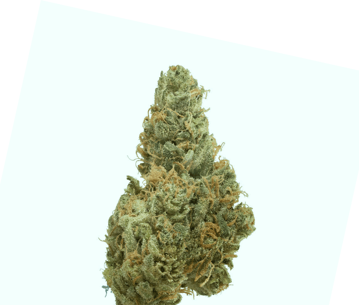 Luana 25/1 Donny B - Bunatic