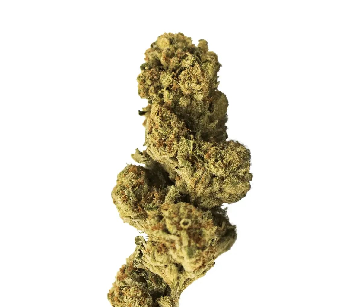 Luana 20/1 Rainbow - Papaya Bomb