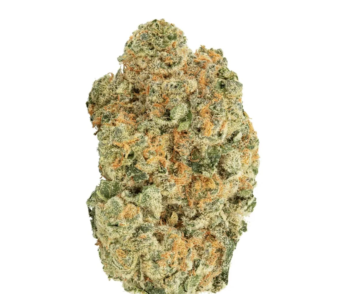 Avaay 24/1 MIM - Midnight Mimosa